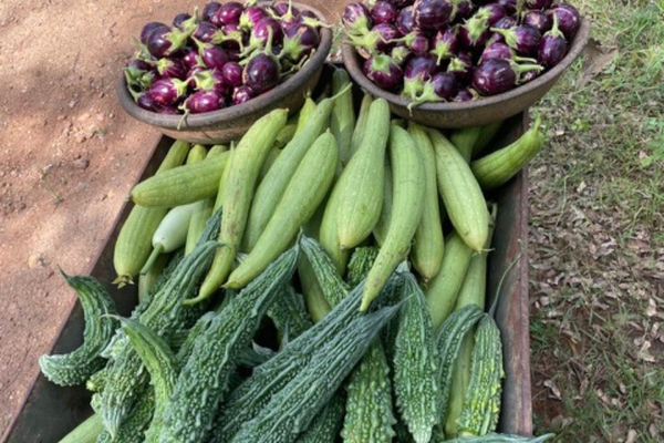 Punarnava _ Natural farming