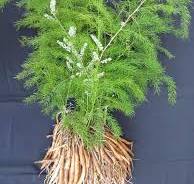 Shatavari plant PIC
